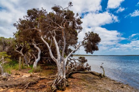 Foto de El Blackwood es el río más largo del suroeste de Australia; fluye casi 400 km desde su nacimiento en el cinturón de trigo, a través del valle de Blackwood, hasta la costa en Augusta 's Hardy Inlet. - Imagen libre de derechos
