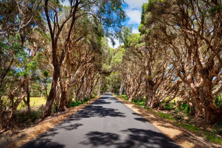 Photo for Melaleuca quinquenervia - Paperbark trees line the roads near Augusta WA - Royalty Free Image