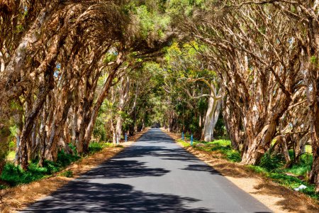 Photo for Melaleuca quinquenervia - Paperbark trees line the roads near Augusta WA - Royalty Free Image