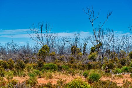 Photo for Fisheries road on the way to Esperance Western Australia - Royalty Free Image