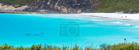 Photo for Dolphins in Hellfire Bay attracting the beach goers - Royalty Free Image