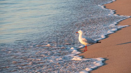 Téléchargez les photos : Coucher de soleil à Long Point avec une mouette sur la plage, Port Kennedy - Rockingham - en image libre de droit