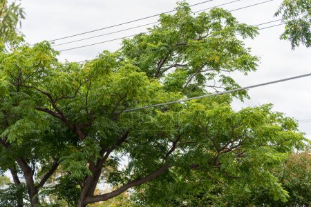 Foto de Los árboles que crecen alrededor de las líneas eléctricas es un peligro - Imagen libre de derechos
