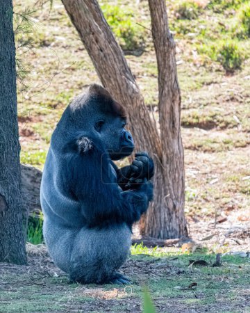 Téléchargez les photos : Werribee, VIC - Australie - 17-03-2021 Gorille des basses terres de l'Ouest au zoo Werribee à aire ouverte Melbourne - en image libre de droit