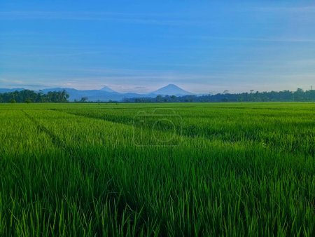 Foto de Rice fields that lie outside with a blue sky - Imagen libre de derechos