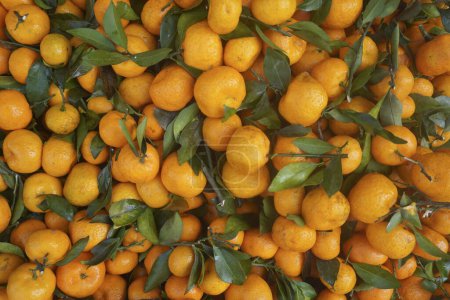 Foto de Fruta naranja sabe dulce y delicioso - Imagen libre de derechos