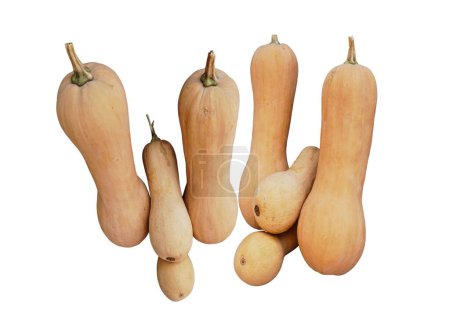 Photo for Butternut Squash honey pumpkin is useful for helping maintain blood sugar - Royalty Free Image