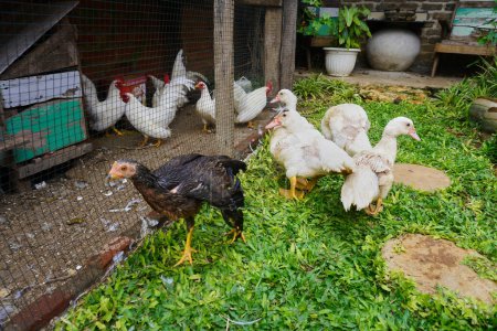 Poultry animals, muscovy ducks, ducks and chickens