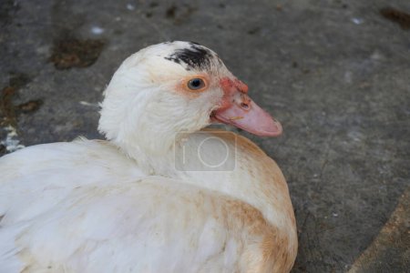 Poultry animals, muscovy ducks, ducks and chickens