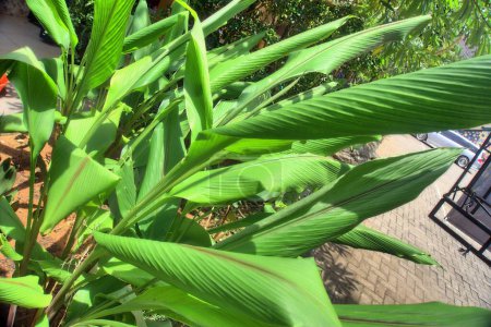 Plante de gingembre : Beauté aromatique dans l'étreinte de la nature