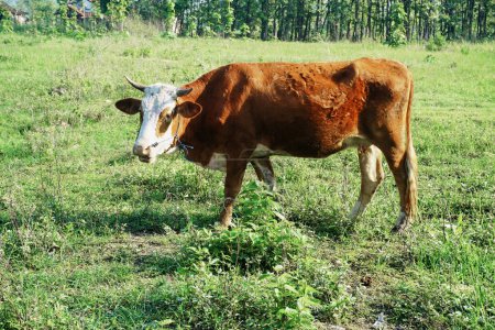 Cows or cattle are livestock members of the Bovidae family and the Bovinae subfamily. Cattle are kept mainly for the use of milk and meat as human food.