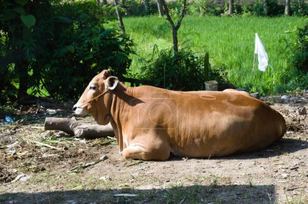 Las vacas o el ganado son miembros de la familia Bovidae y de la subfamilia Bovinae. Los bovinos se crían principalmente para el uso de leche y carne como alimento humano..