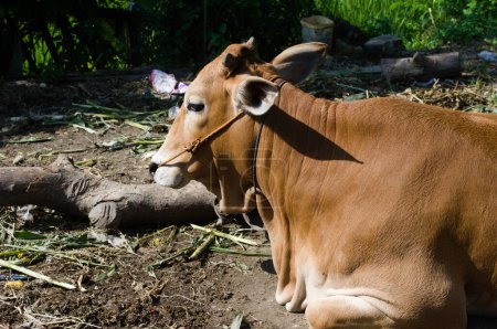 Cows or cattle are livestock members of the Bovidae family and the Bovinae subfamily. Cattle are kept mainly for the use of milk and meat as human food.
