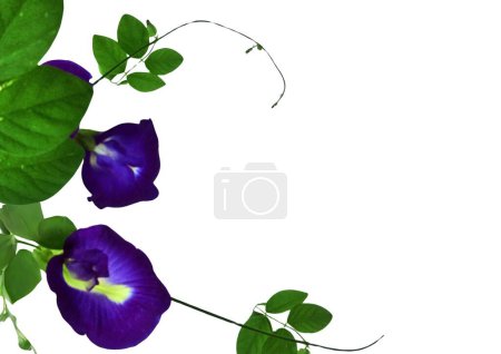 Background with a photo of butterfly pea flowers