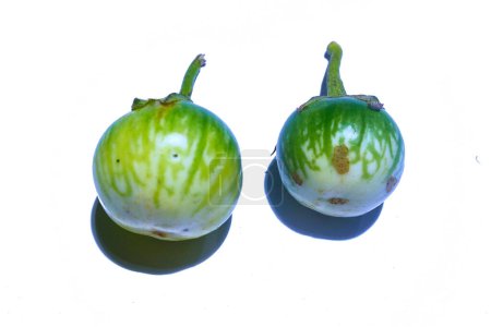 Aubergine oder Aubergine (Solanum melongena) ist eine Pflanze, die Früchte produziert, die als Gemüse verwendet werden. Seine Ursprünge liegen in Indien und Sri Lanka.