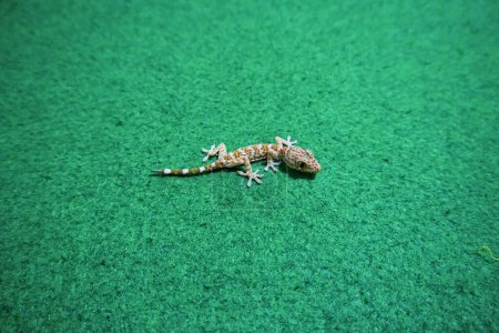 Gecko cachorro en alfombra verde