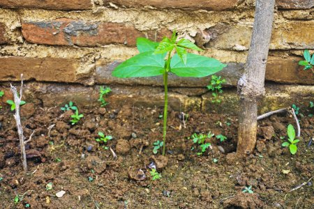 Planta semillas que crecen en el jardín