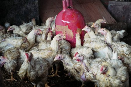 Hühner fressen im Hühnerstall