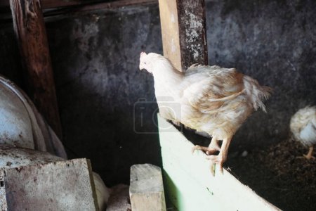 Hühner fressen im Hühnerstall