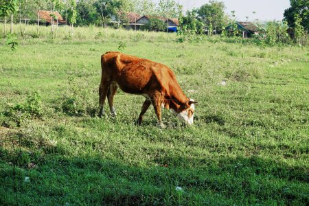 Goats eat grass in a wide field