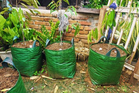 Fruit trees are planted in green planter bags