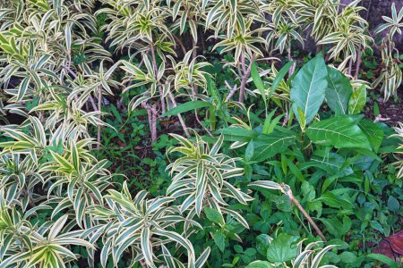 Dracaena reflexa ist eine Pflanze mit schönen Blättern.