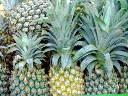 Pineapple, tropical, sweet, tangy, juicy, yellow flesh, nutritious, refreshing.