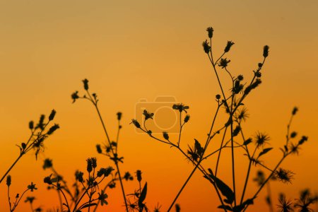 Photo for The silhouette of Bidens pilosa contrasts with the yellow sky at sunset in Ho Chi Minh City - Royalty Free Image