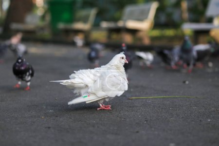Téléchargez les photos : Gros plan d'un pigeon blanc assis sur un banc du parc Hoang Van Thu, Ho Chi Minh-Ville - en image libre de droit