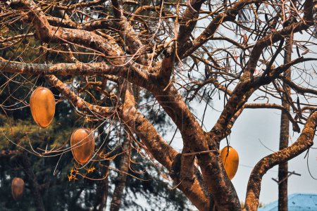 Téléchargez les photos : Feuilles brunes dans un arbre et tasses attachées aux branches - en image libre de droit