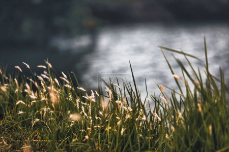 Téléchargez les photos : Herbe dans la campagne près de l'eau - en image libre de droit