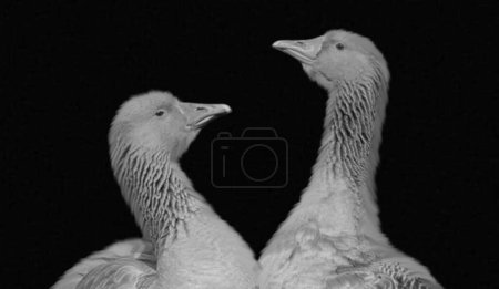 Photo for Two Beautiful Pilgrim Goose Looking On The Black Background - Royalty Free Image