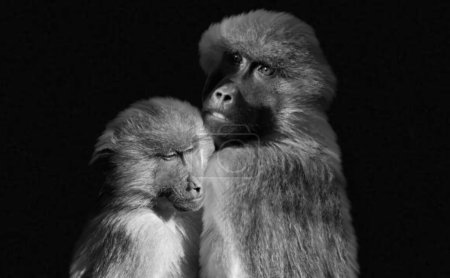 Photo for Mother Monkey Hug Her Cute Baby On The Black Background - Royalty Free Image