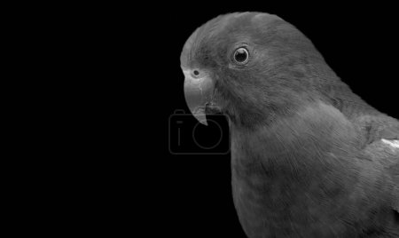 Foto de Little Parrot Cute Face on The Black Background - Imagen libre de derechos