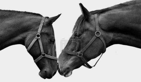 Photo for Two Cute Beautiful Horse Isolated On The White Background - Royalty Free Image