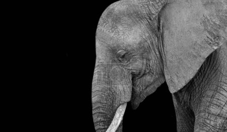 Téléchargez les photos : Belle Gros Eléphant Gros plan visage sur le fond noir - en image libre de droit