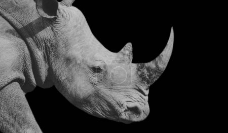 Foto de Cabeza de rinoceronte con gran cuerno en el fondo negro - Imagen libre de derechos