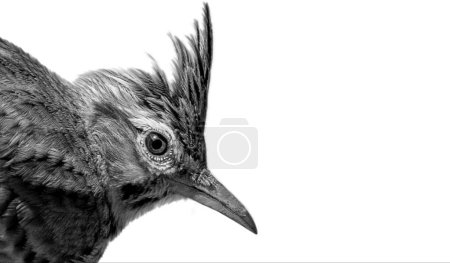 Black Crested Lark Bird Closeup Isolated In The White Background