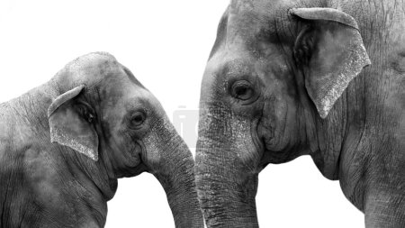 Madre y bebé elefante hermoso primer plano cara aislado en el fondo blanco