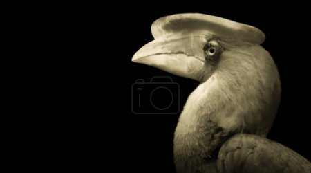Téléchargez les photos : Bucerotiformes oiseau gros plan visage dans l 'noir fond - en image libre de droit