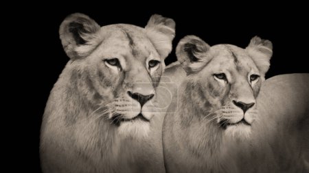Foto de Dos salvaje peligroso león primer plano cabeza - Imagen libre de derechos