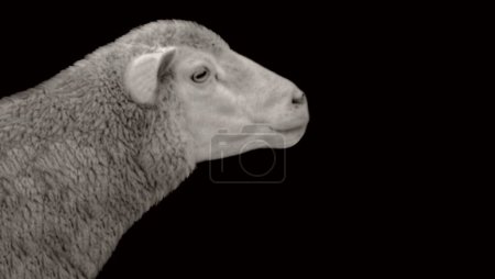 Foto de Oveja dijo cara de primer plano de la cabeza, oveja negra y blanca en fondo negro - Imagen libre de derechos