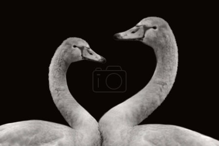 Photo for Swan couple birds closeup wallpaper - Royalty Free Image