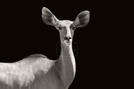 Fondo de pantalla de primer plano kudu blanco y negro