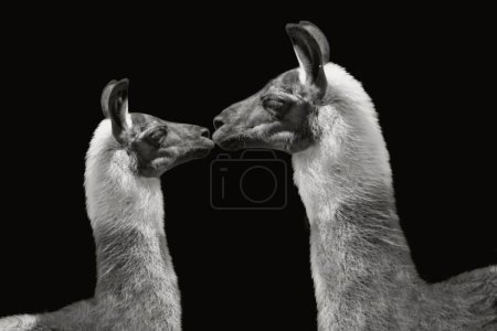 Photo for Mother And Baby Alpaca Cute Relation On The Dark Background - Royalty Free Image