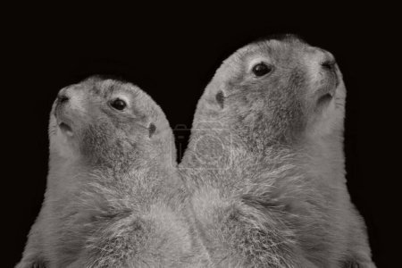 Two Cute Brother Prairie Dog Portrait On The Black Background