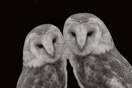 Beautiful two cute couple barn owl closeup in the dark black background