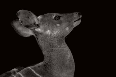 Black And White Cute Deer Head Closeup