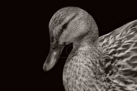 Cara de retrato de primer plano de pato blanco y negro en el fondo oscuro