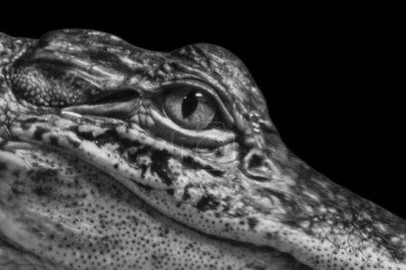 Crocodile Closeup Face With Aggressive Eyes